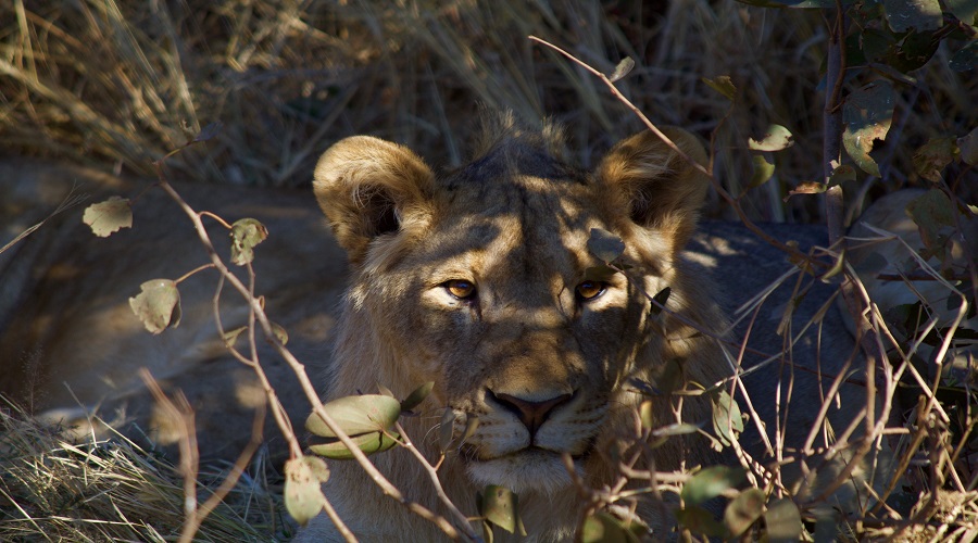 Chimpanzee Safari: 6 Days in Tanzania’s Scenic Wilds